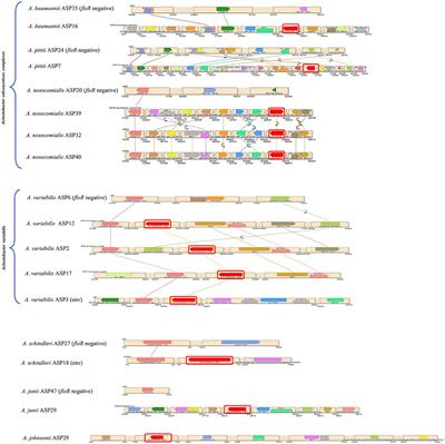 Detection of florfenicol resistance in opportunistic Acinetobacter spp. infections in rural Thailand